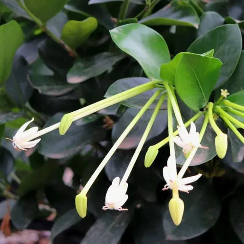 Posoqueria Longiflora (Posoqueria)