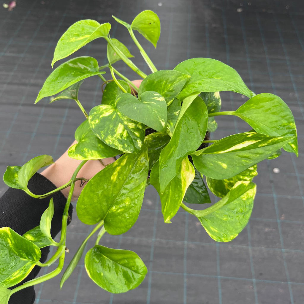 Epipremnum aureum Pothos (Devil's Ivy / Hanging Baskets)