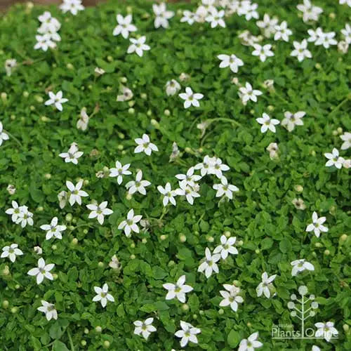 Pratia pedunculata ‘White’ (White Star Creeper)