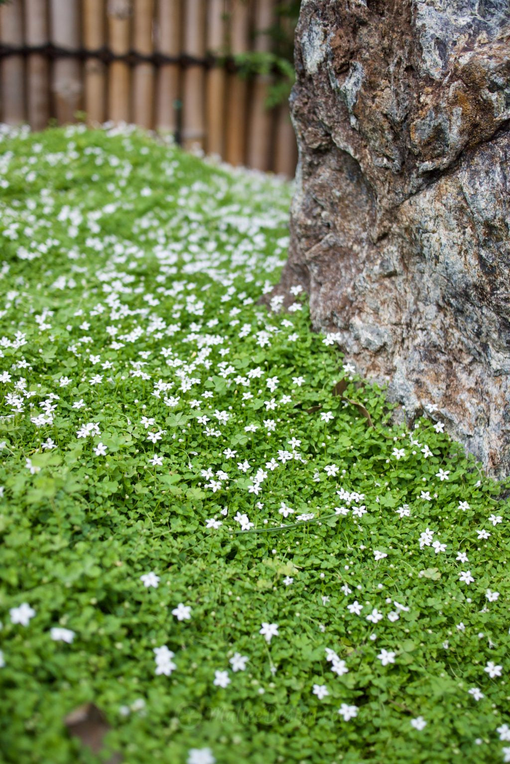 Pratia pedunculata ‘White’ (White Star Creeper)