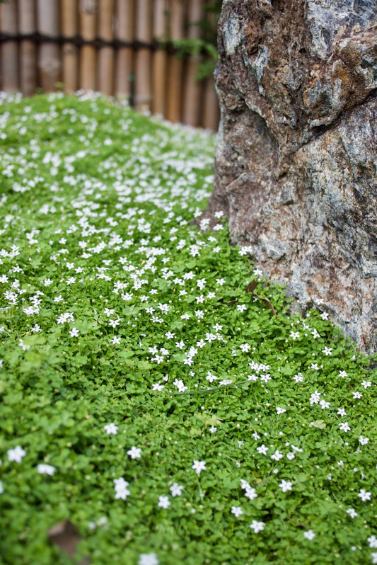 Pratia Pedunculata White (White Star Creeper)