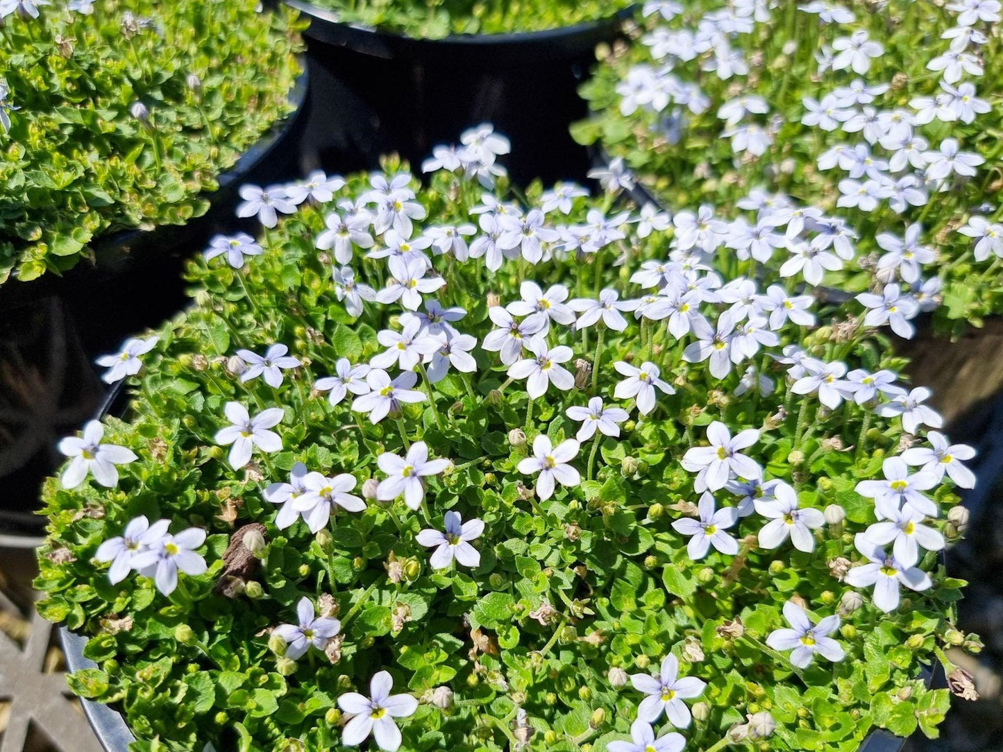 Pratia Puberula Blue (Blue Star Creeper)