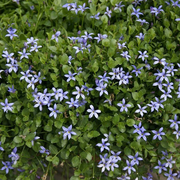 Pratia Pedunculata Blue (Blue Star Creeper)