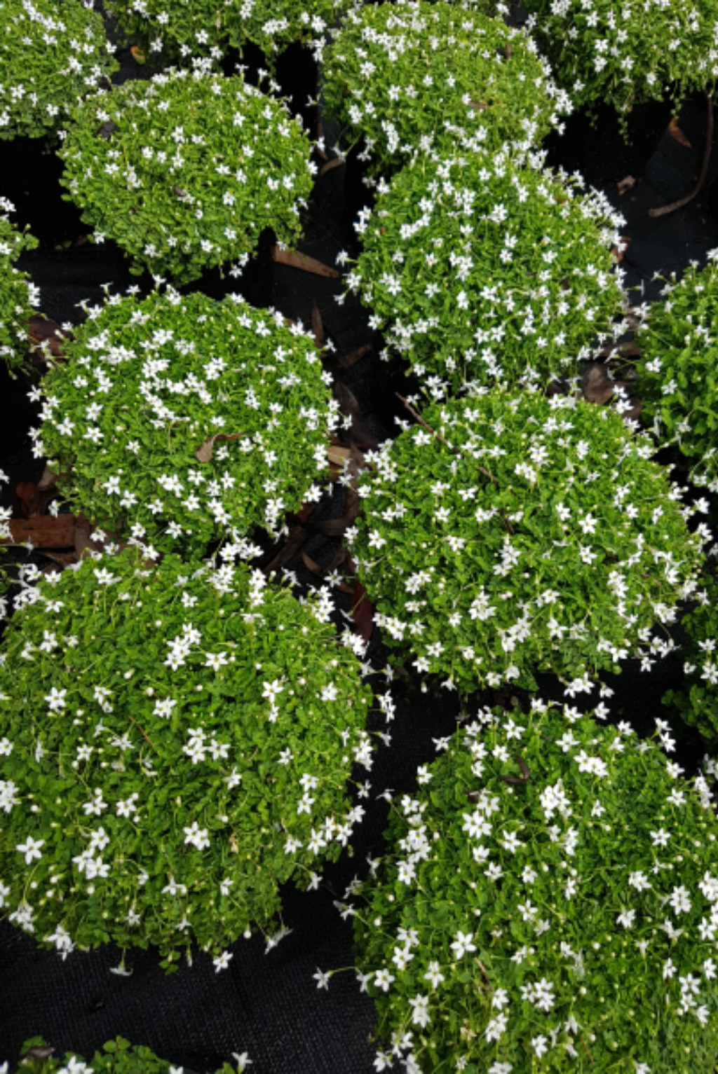 Pratia Pedunculata White (White Star Creeper)