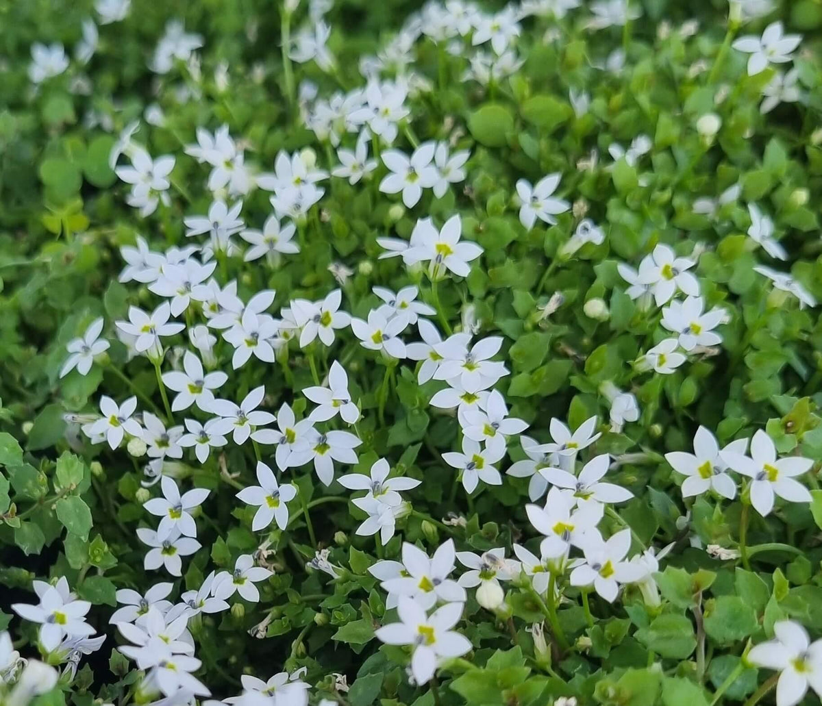 Pratia pedunculata ‘White’ (White Star Creeper)