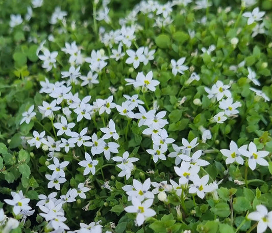 Pratia Pedunculata White (White Star Creeper)