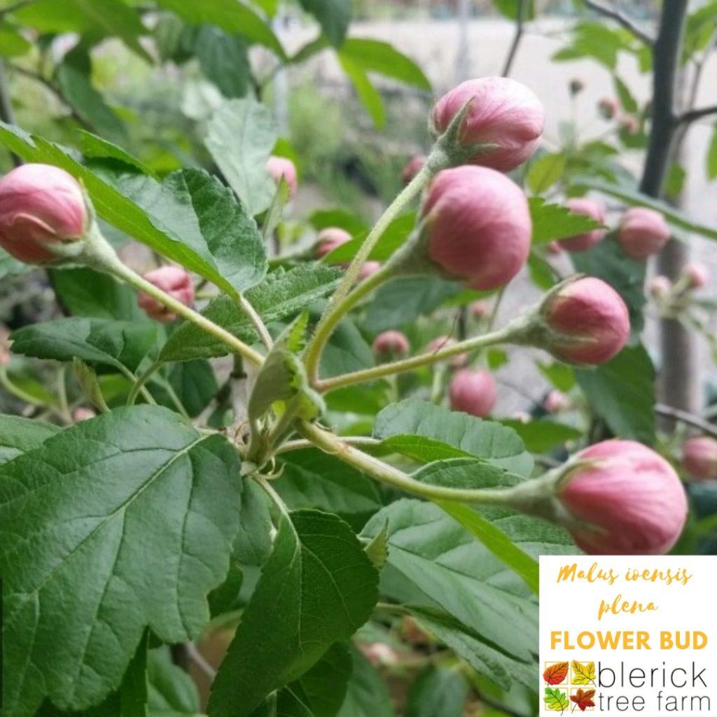 Malus Ioensis ‘Plena’ (Bechtel Crab Apple)