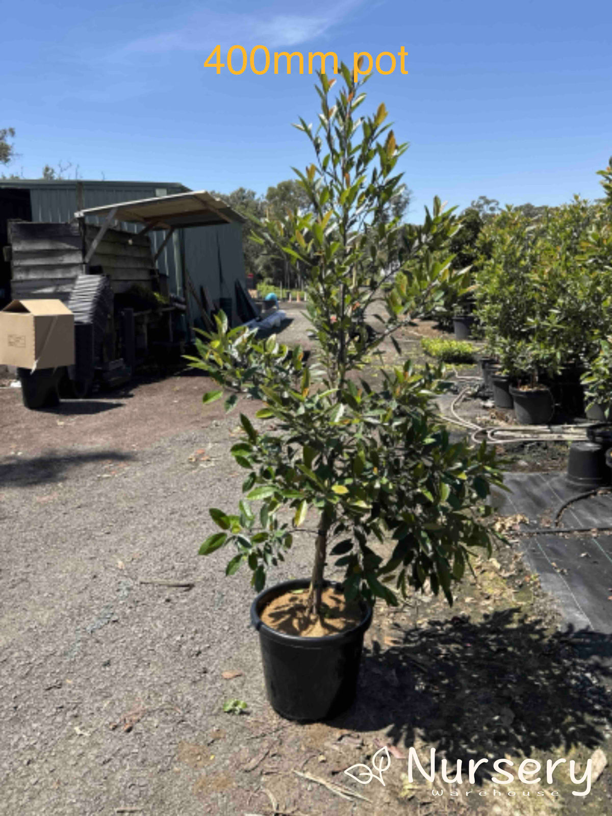 Prima Tree Elaeocarpus reticulatus Prima Donna – Elegant Flowering Tree | Nursery ...