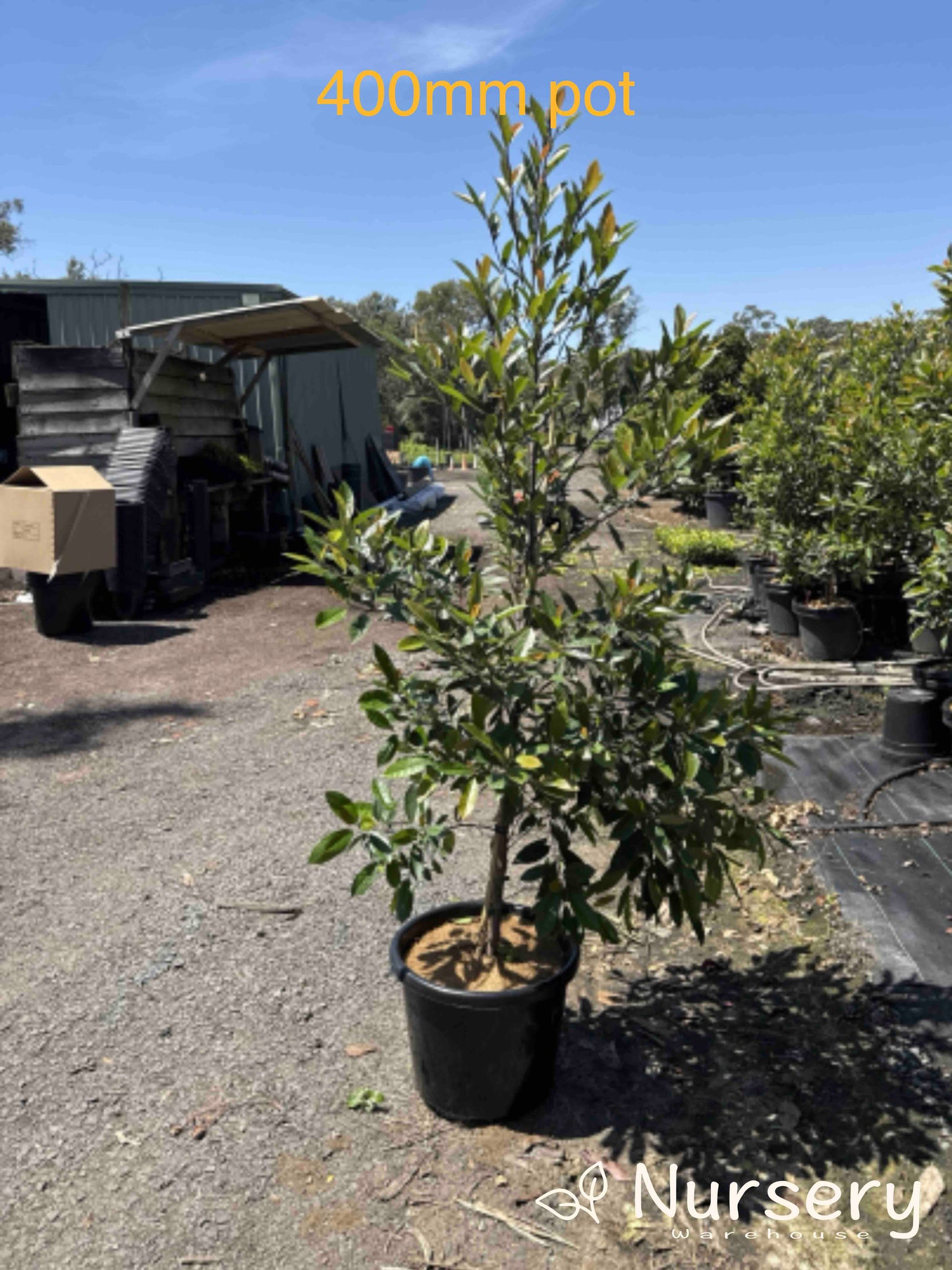 Elaeocarpus Reticulatus Prima Donna (Blueberry Ash Prima Donna)