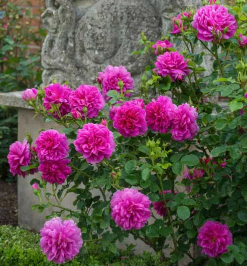Rosa 'Princess Anne' (Princess Anne English Rose)