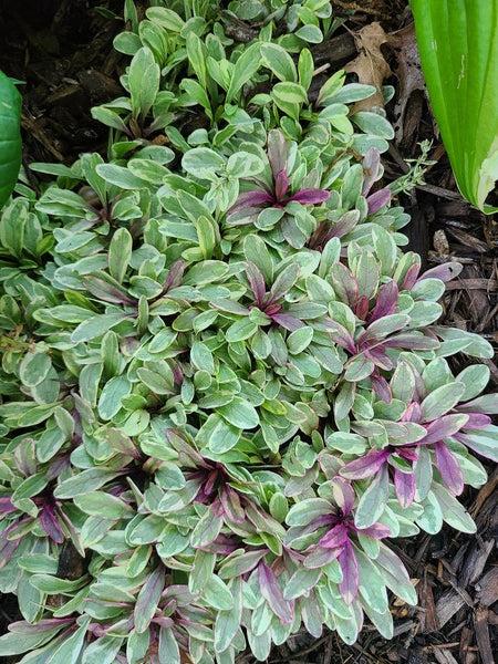 Ajuga Tenorii ‘Princess Nadia’ (Princess Nadia Bugleweed)