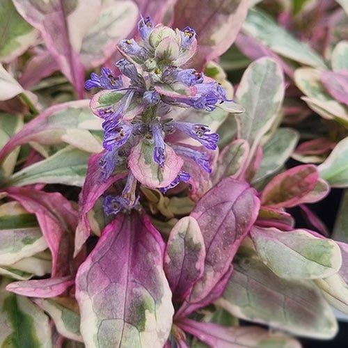 Ajuga Tenorii ‘Princess Nadia’ (Princess Nadia Bugleweed)
