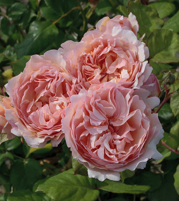 Rosa ‘Princess Charlene de Monaco’ (Hybrid Tea Rose)