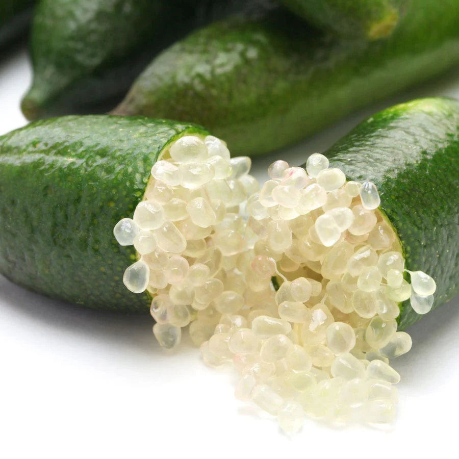 Citrus australasica ‘Australian Sunrise’ (Finger Lime)