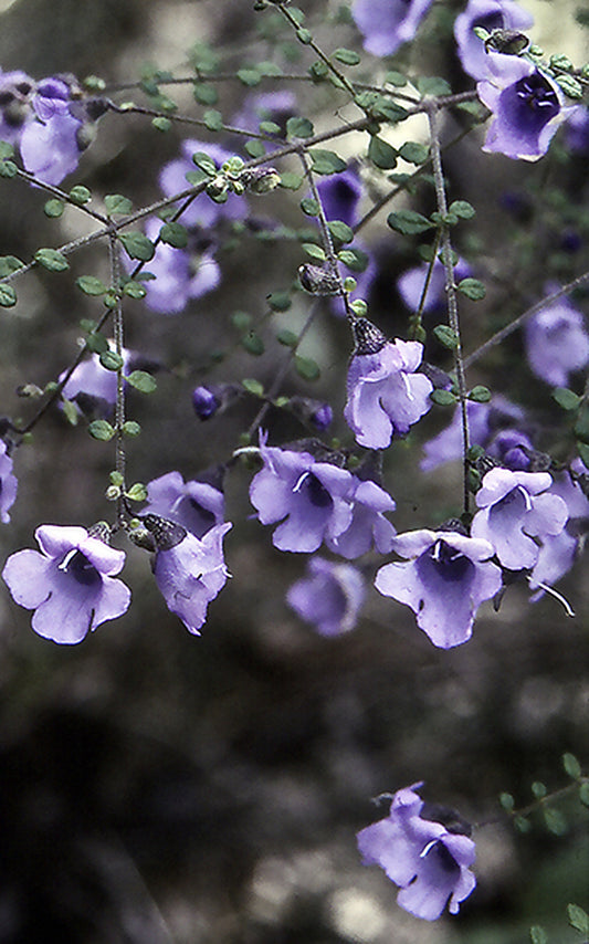 Prostanthera Violacea (Violet Mint Bush)