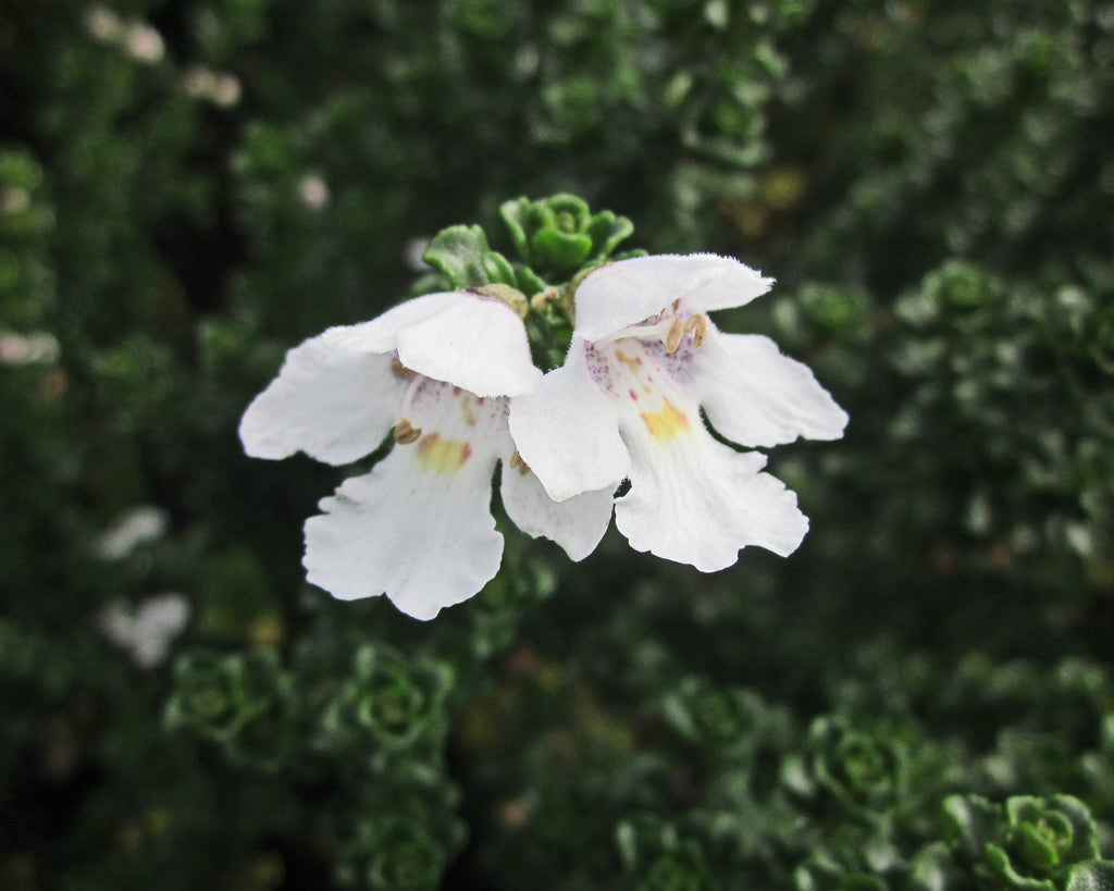 Prostanthera cuneatus ‘Cool Mint™’ – Mint Bush