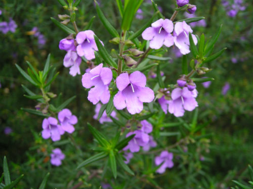 Prostanthera phylicifolia (Mint Bush)