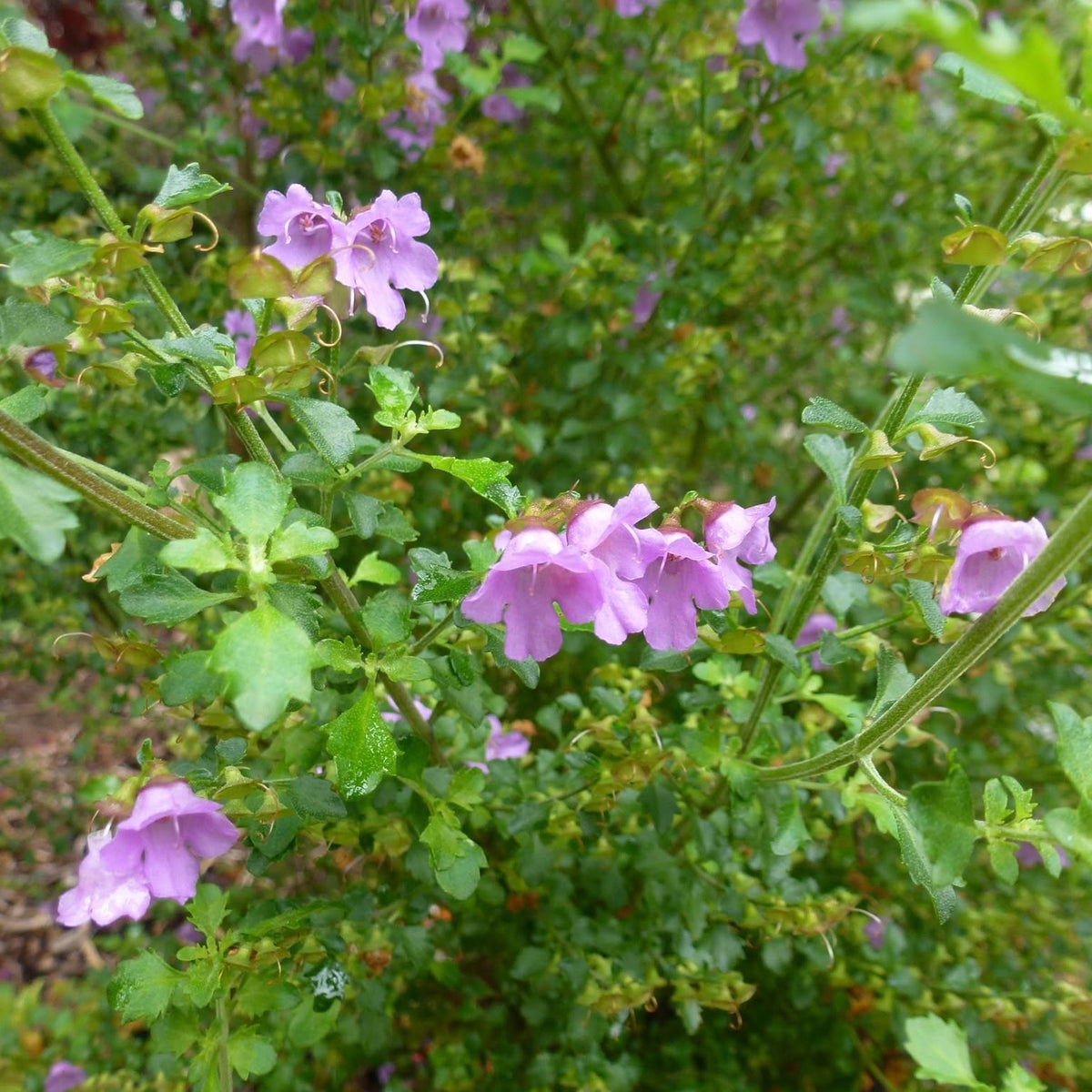 Prostanthera Incisa 'Tucker Bush™' (Native Thyme)
