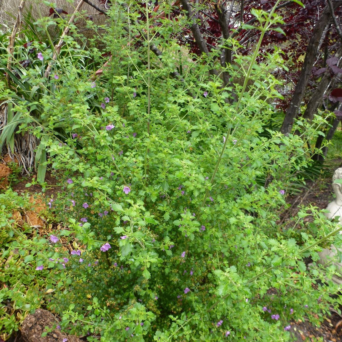 Prostanthera Incisa 'Tucker Bush™' (Native Thyme)