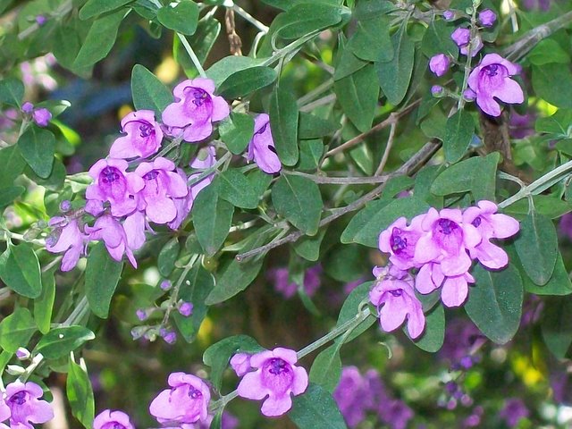 Prostanthera Ovalifolia (Purple Mint Bush)