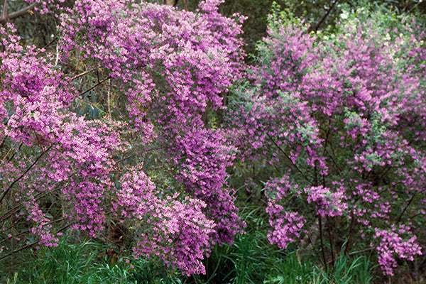 Prostanthera Ovalifolia (Purple Mint Bush)