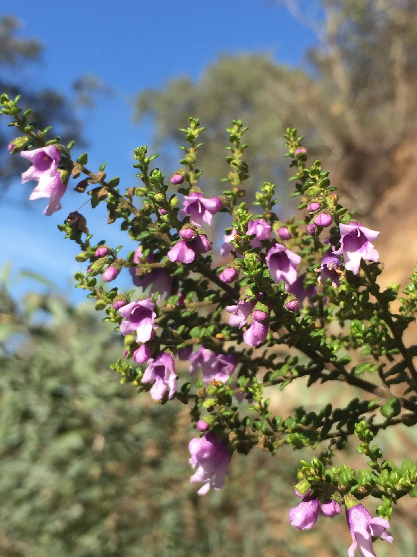 Prostanthera Rhombea (Sparkling Mint Bush)