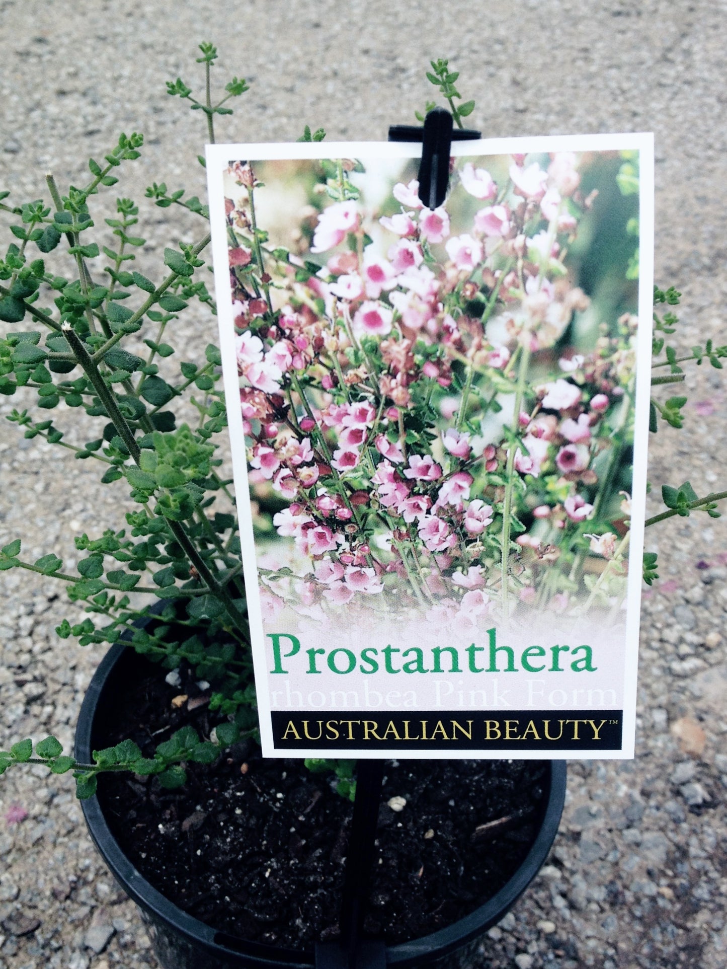 Prostanthera Rhombea (Sparkling Mint Bush)