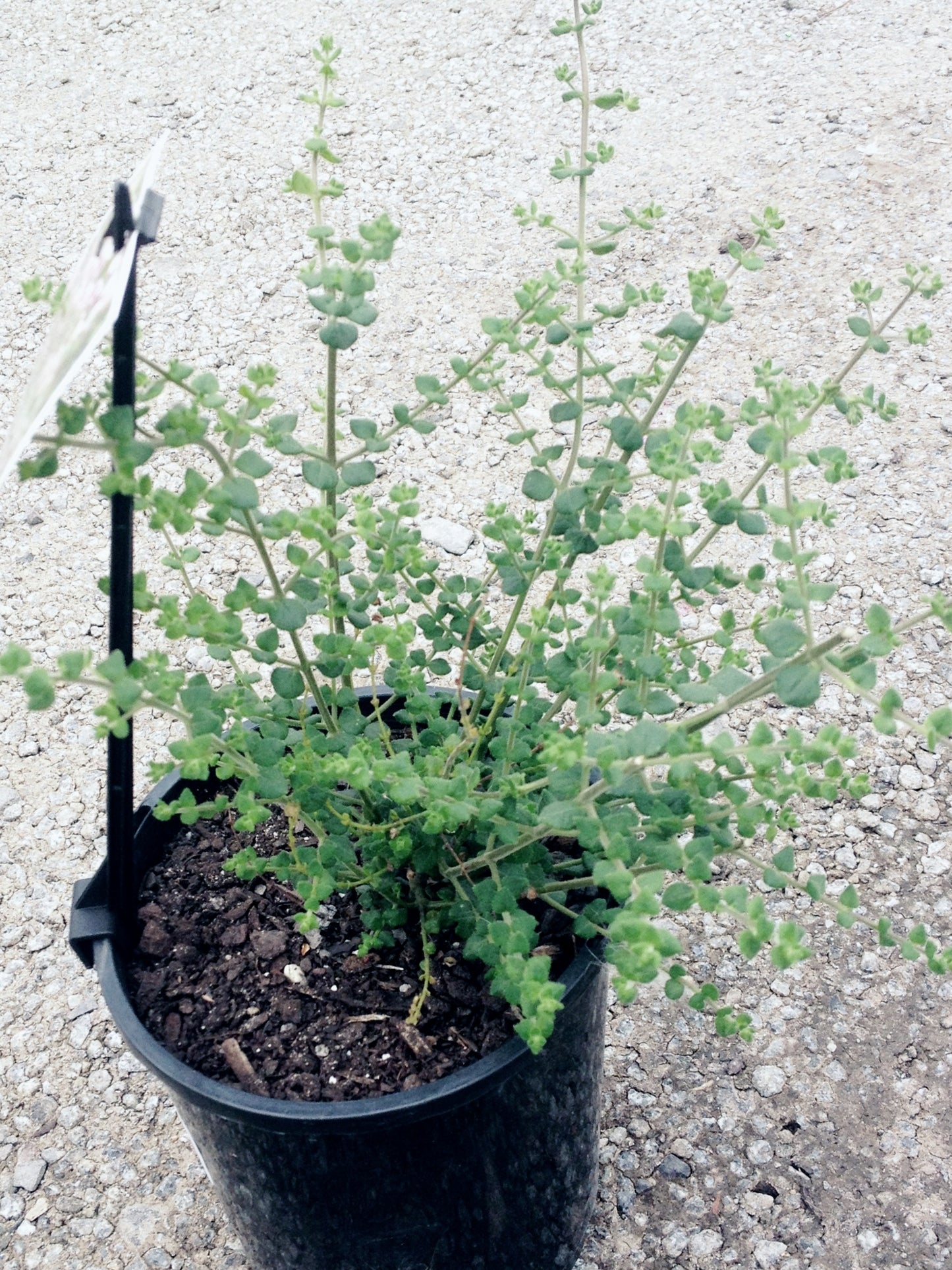 Prostanthera Rhombea (Sparkling Mint Bush)