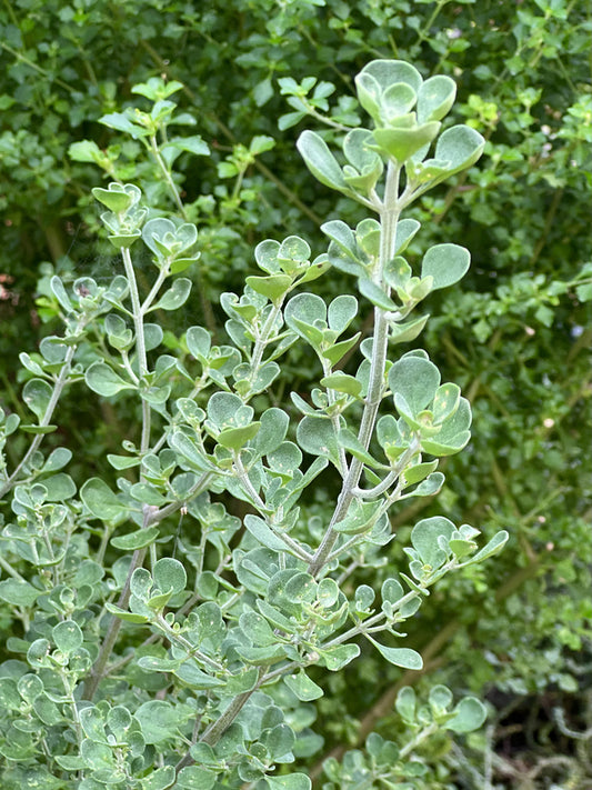 Prostanthera Rotundifolia 'Tucker Bush™ Native Oregano' (Native Oregano)