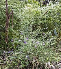 Prostanthera Violacea (Violet Mint Bush)