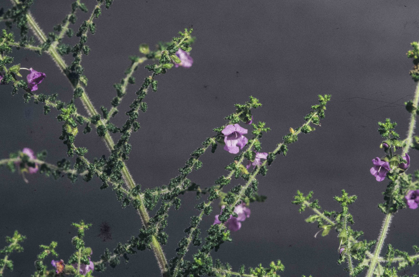 Prostanthera Violacea (Violet Mint Bush)