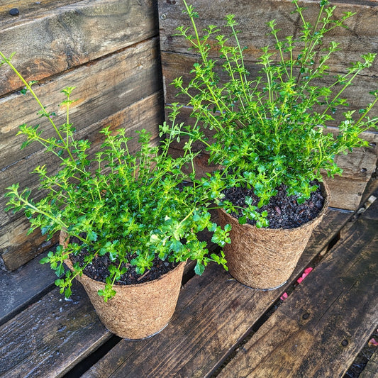Prostanthera Incisa 'Tucker Bush™ Native Thyme' (Native Thyme)