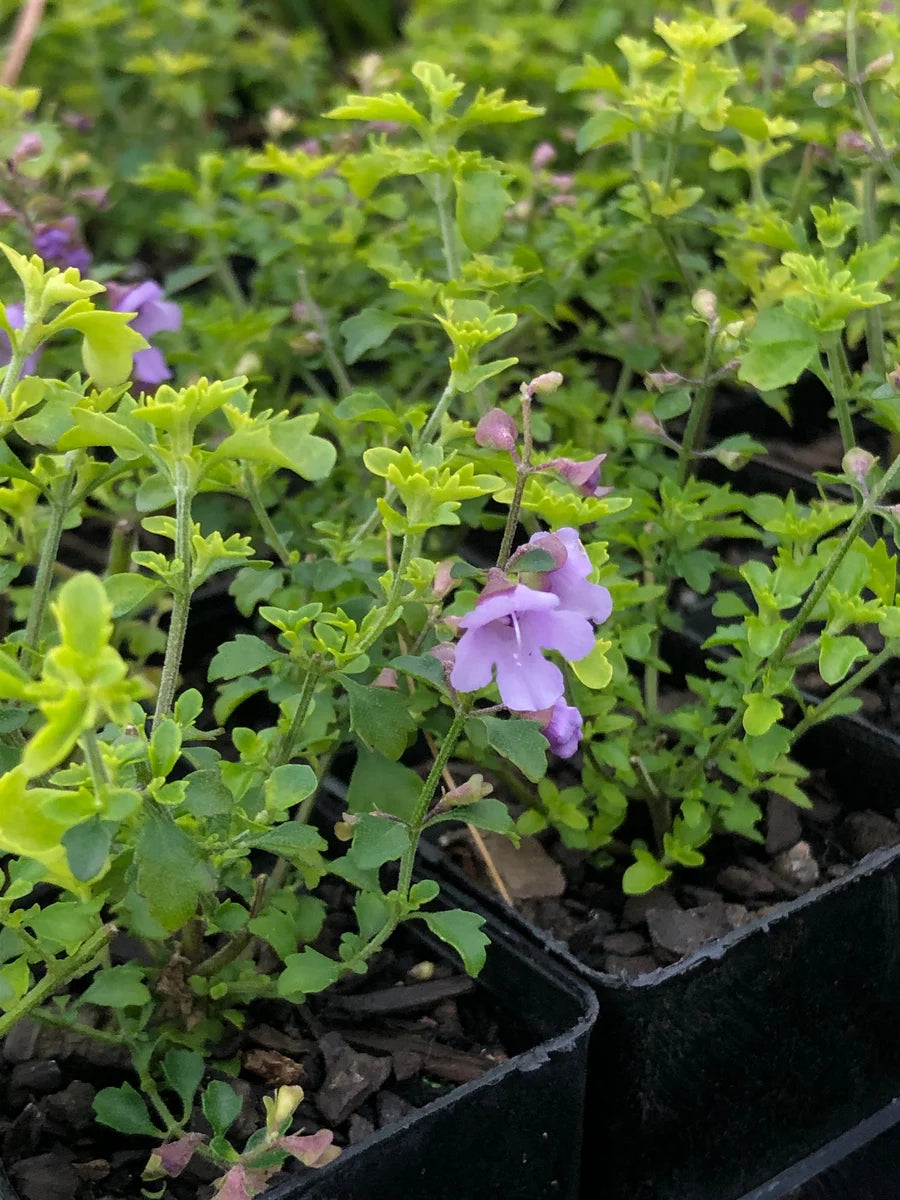 Prostanthera Incisa (Native Thyme)