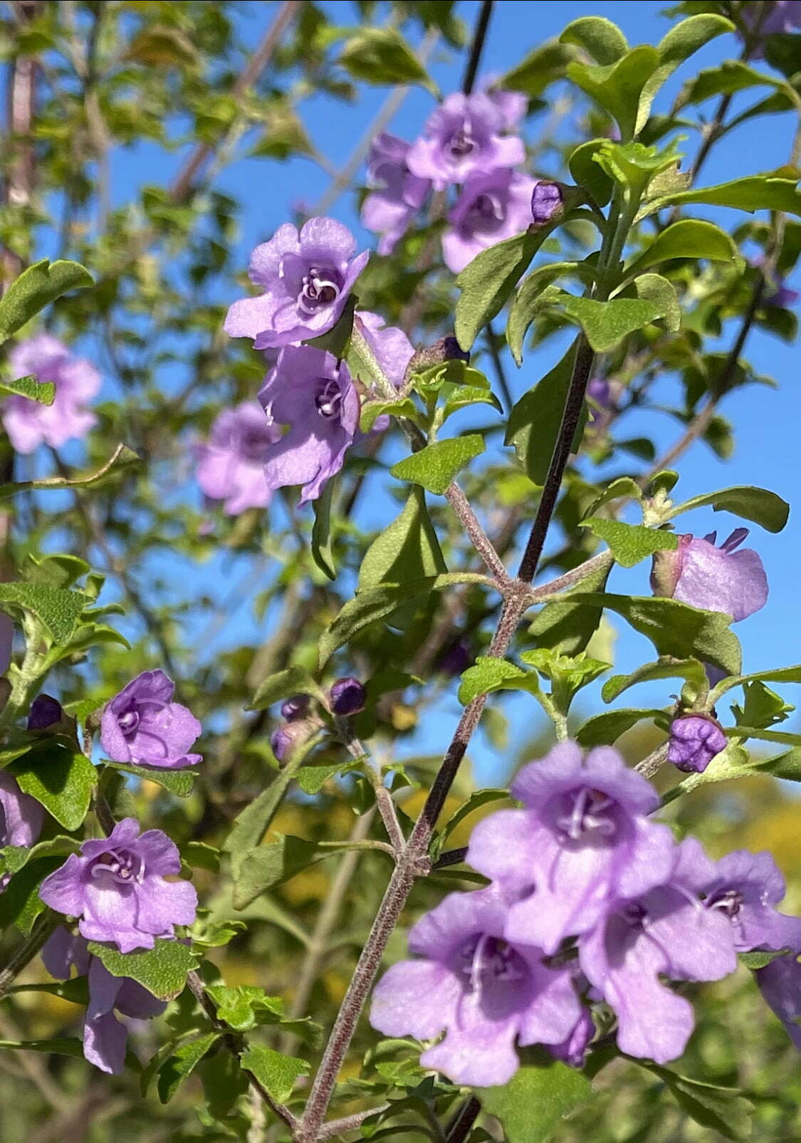 Prostanthera Incisa (Native Thyme)
