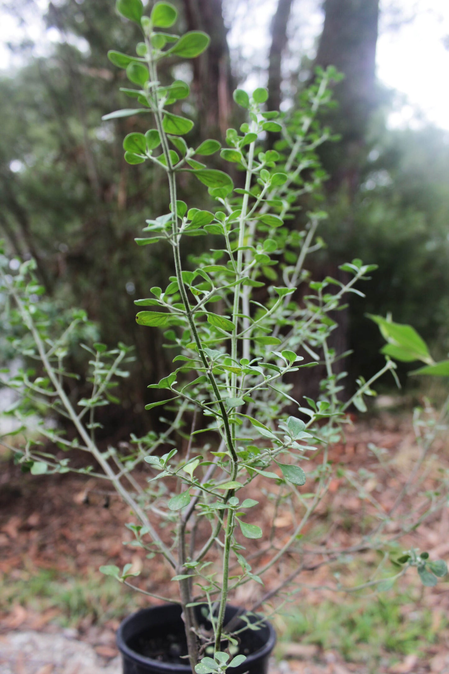 Prostanthera Rotundifolia 'Tucker Bush™ Native Oregano' (Native Oregano)