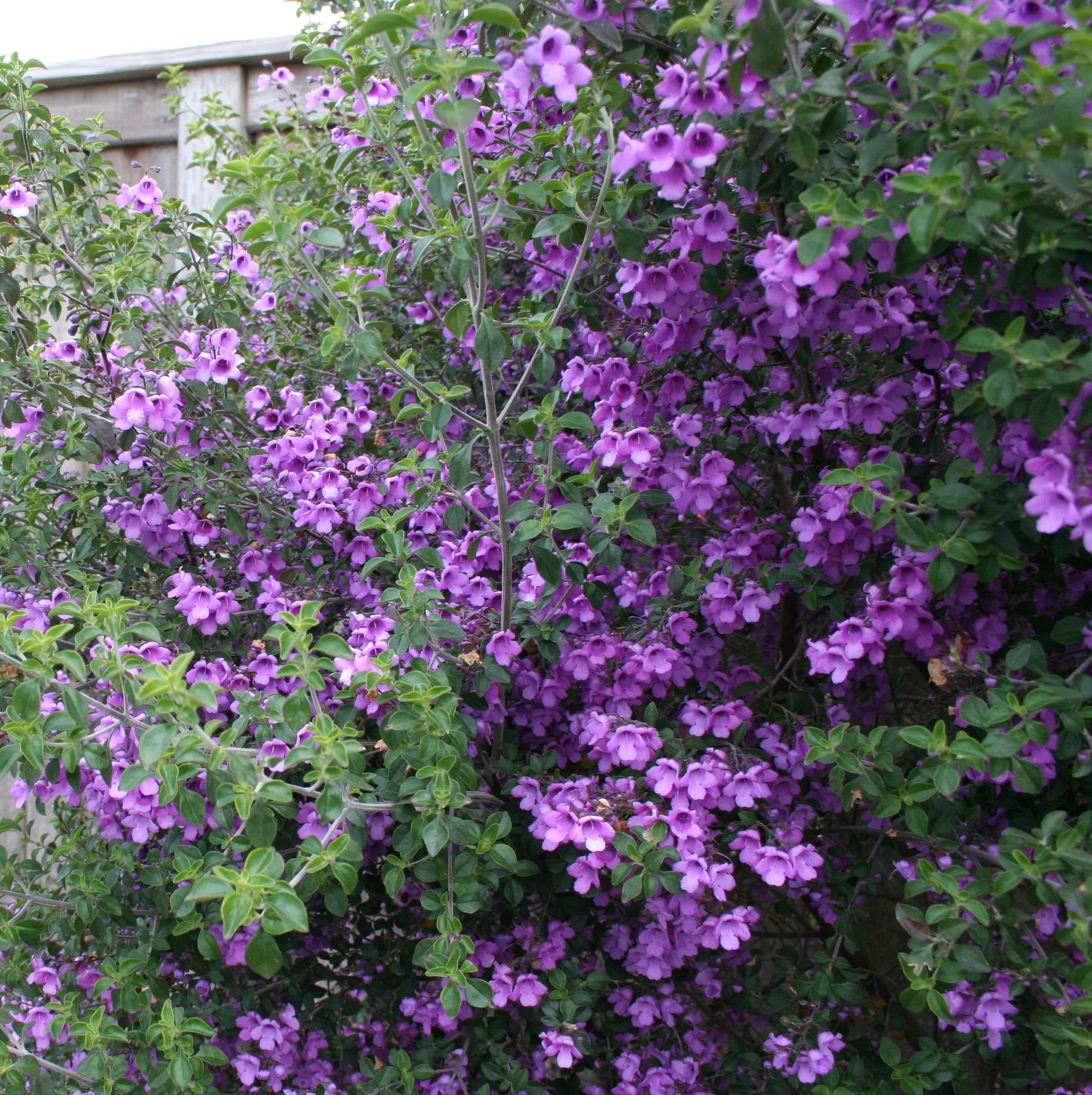 Prostanthera Rotundifolia 'Tucker Bush™ Native Oregano' (Native Oregano)