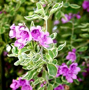 Prostanthera ovalifolia – Mint Bush