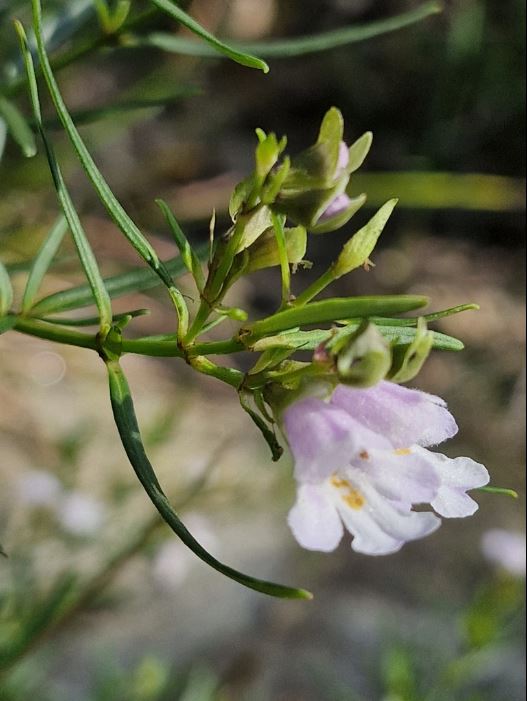 Prostanthera Linearis (Narrow-Leaved Mint Bush)