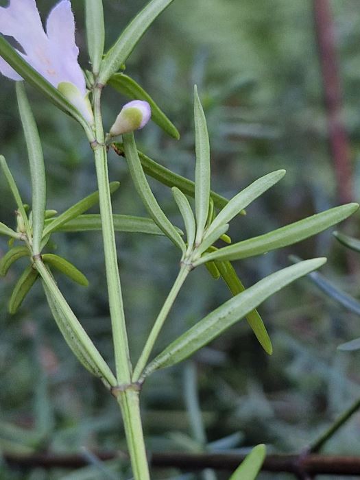 Prostanthera Linearis (Narrow-Leaved Mint Bush)