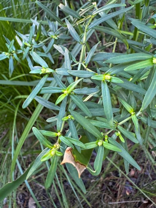Prostanthera Linearis (Narrow-Leaved Mint Bush)