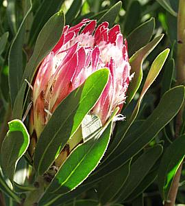 Protea ‘Pink Ice’ – Hardy Pink Protea