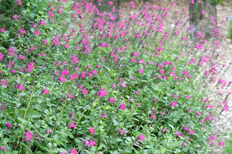 Salvia microphylla 'Pink Blush' (Pink Blush Sage)