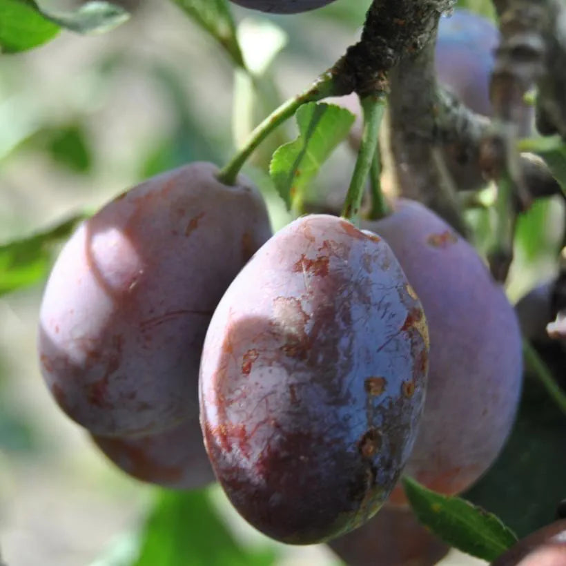 Prunus domestica ‘D’Agen’ (Agen Plum / Prune Plum)