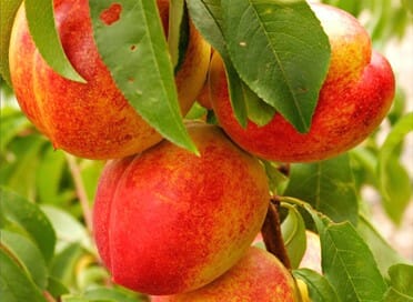 Nectarine 'Fantasia' (Nectarine Fantasia)