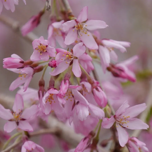 Prunus × Subhirtella ‘Pink Snow Showers’ (Weeping Cherry – Pink Snow Showers)