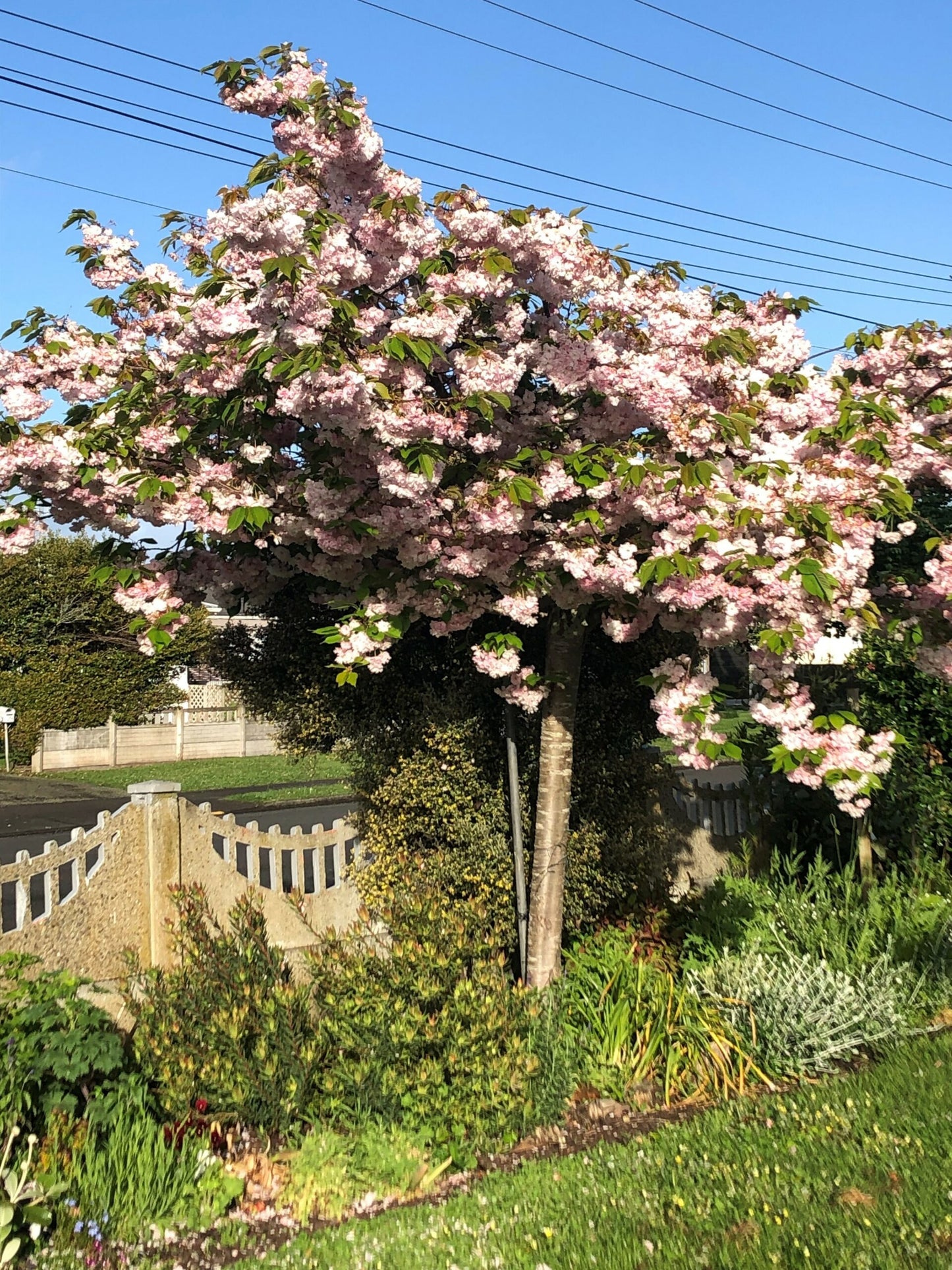 Prunus serrulata 'Shimizu Sakura' (Shimizu Sakura Pink Flowering Cherry)