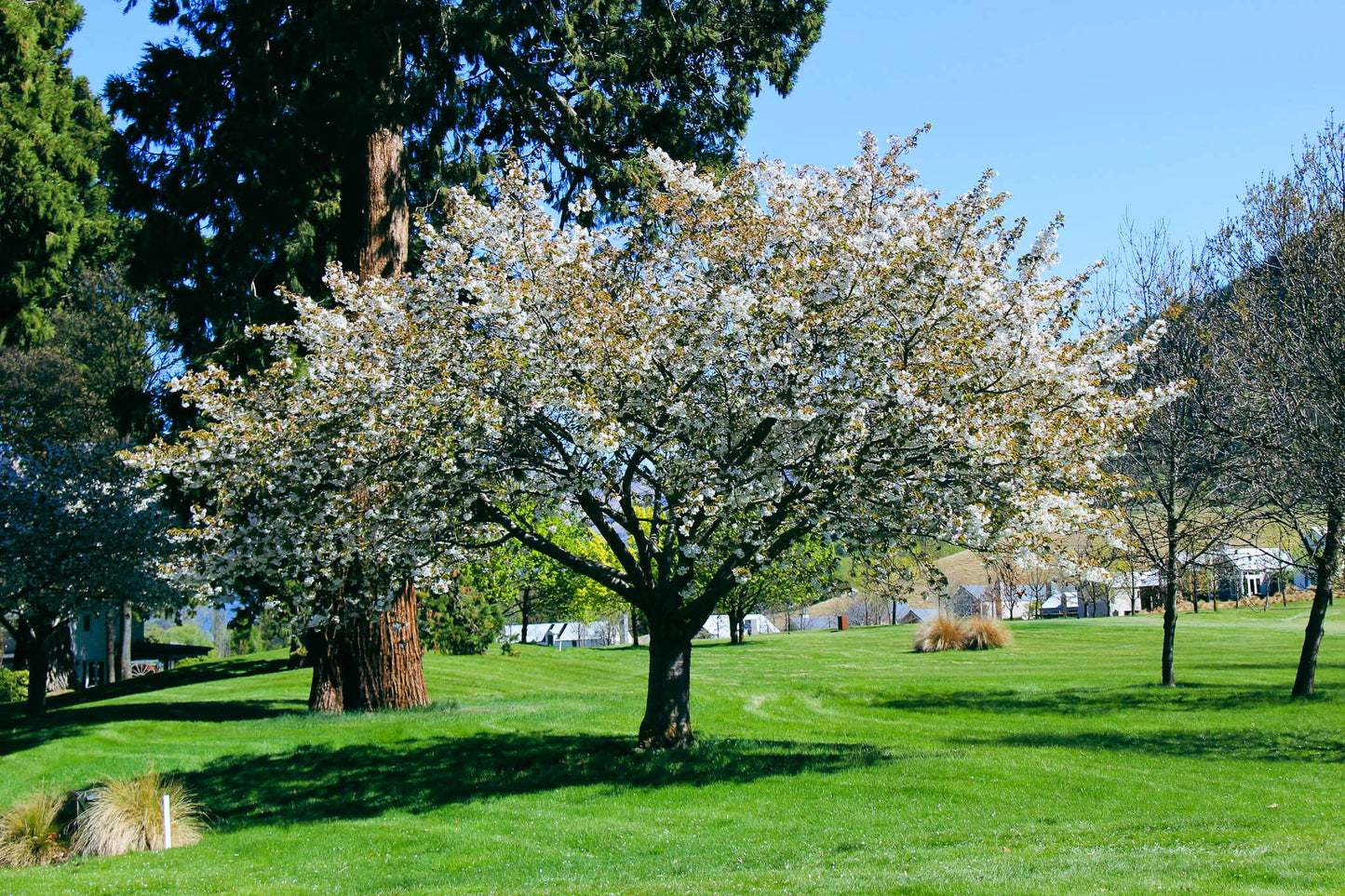 Prunus Serrulata × Shirotae (Mount Fuji White Flowering Cherry)