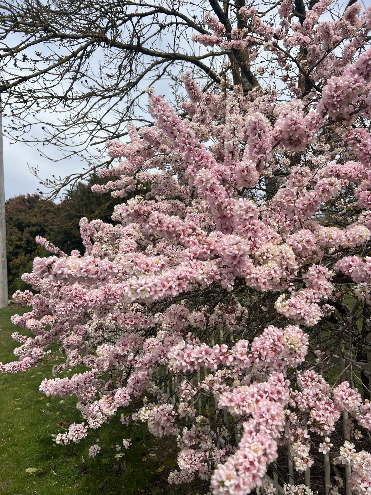 Prunus cerasifera 'Elvins' (Elvins Flowering Plum)