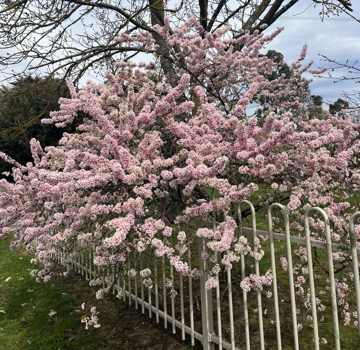Prunus Elvins (Elvins Cherry)