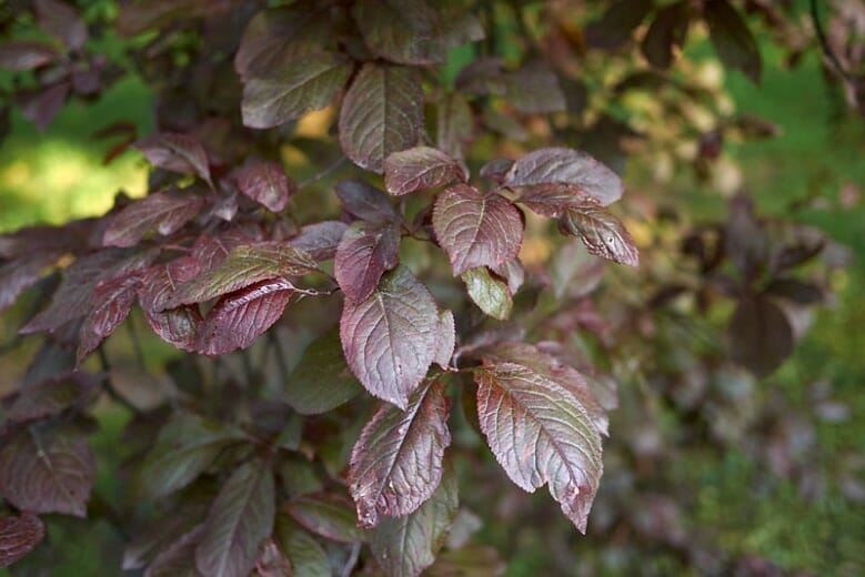 Prunus Cerasifera 'Nigra' (Purple-Leaf Flowering Plum) – Grafted